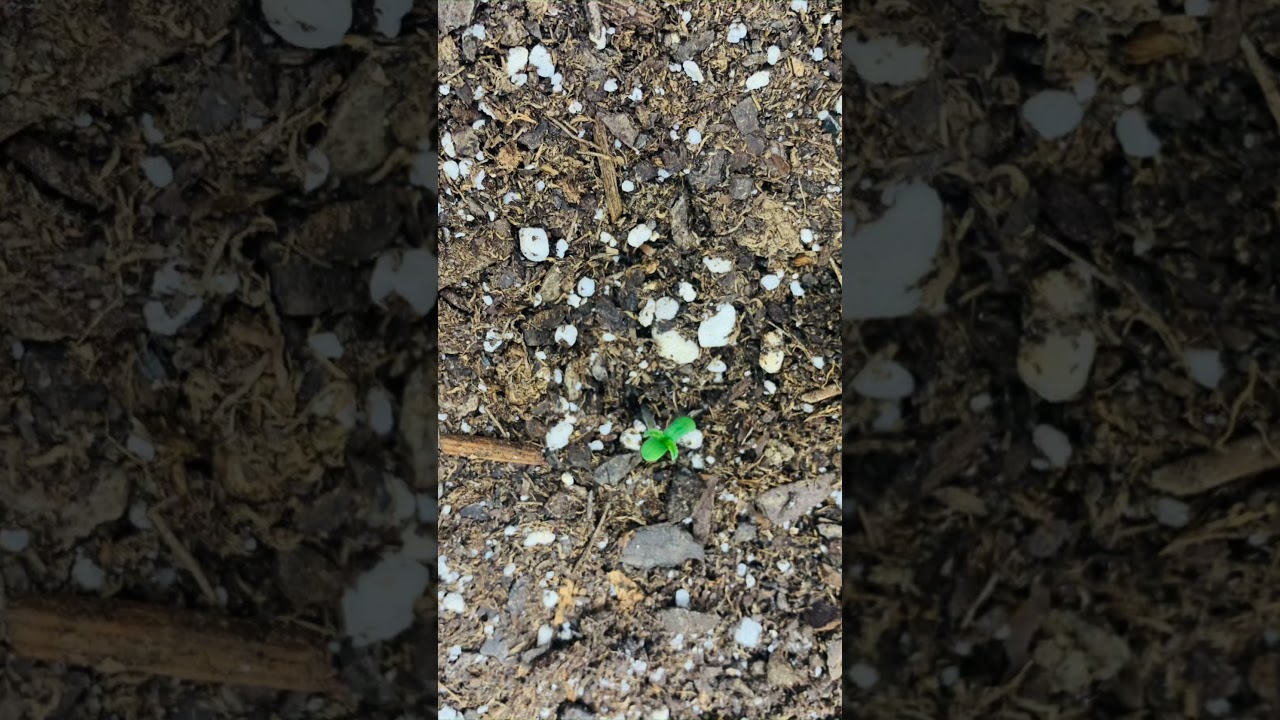 Critical purple auto flower life part 1