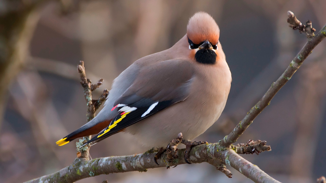Sidensvans (Bombycilla garrulus)