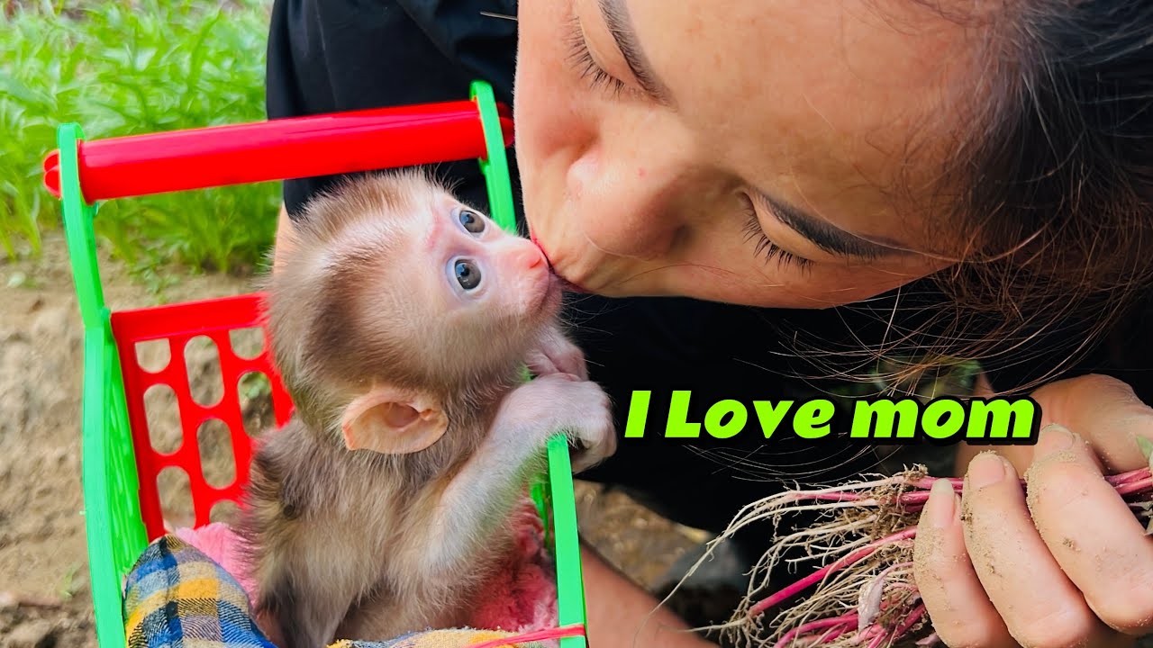 Baby monkey Tina showing affection to her mother to thank her is so adorable
