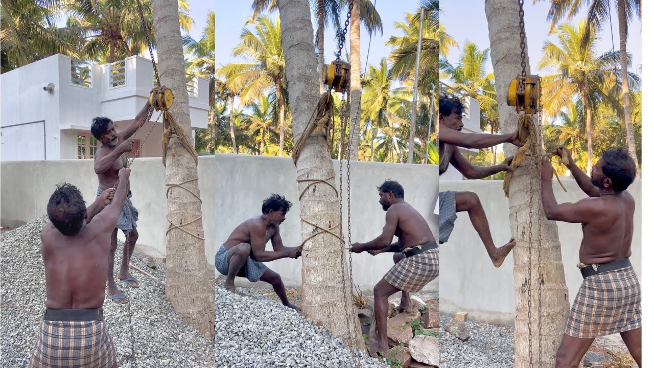 8610339350 தென்னைமரம் இழுத்து கட்டுதல் | #treepulling #treeremoval #tree 