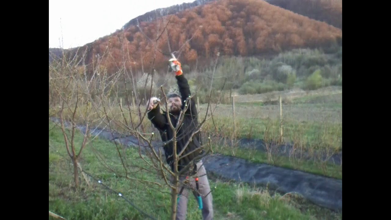Formatiuni  de rod la mar - taieri de intretinere si fructificare