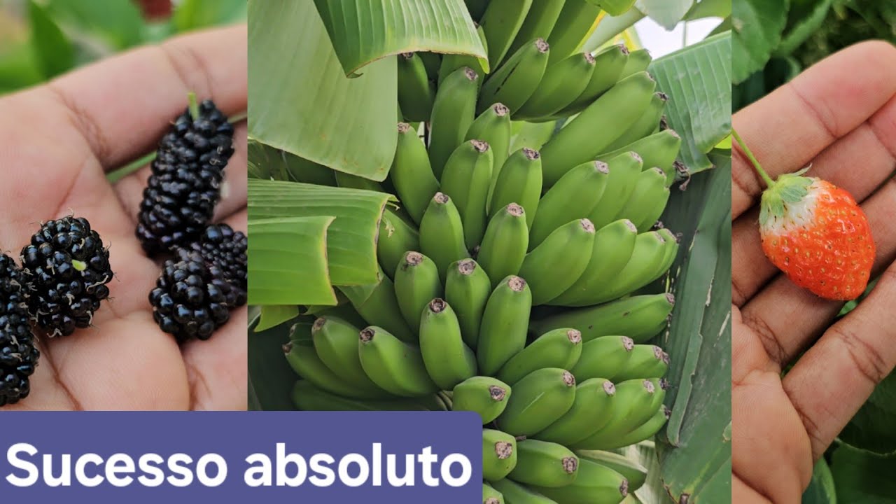 PRODUZINDO FRUTAS NA SECA DO BRASIL CENTRAL / meu quintal produtivo 