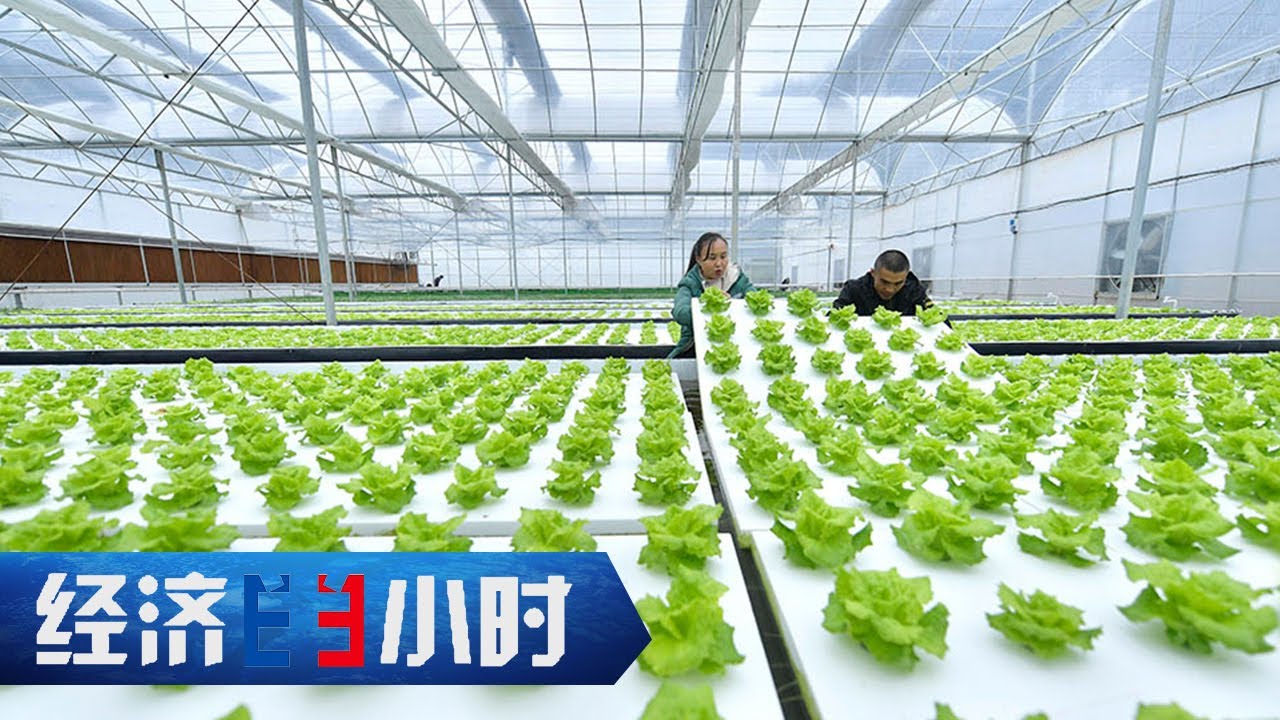 一人能顶50人用？“机器换人”破解蔬菜种植难题 「经济半小时」20230328 | 财经风云