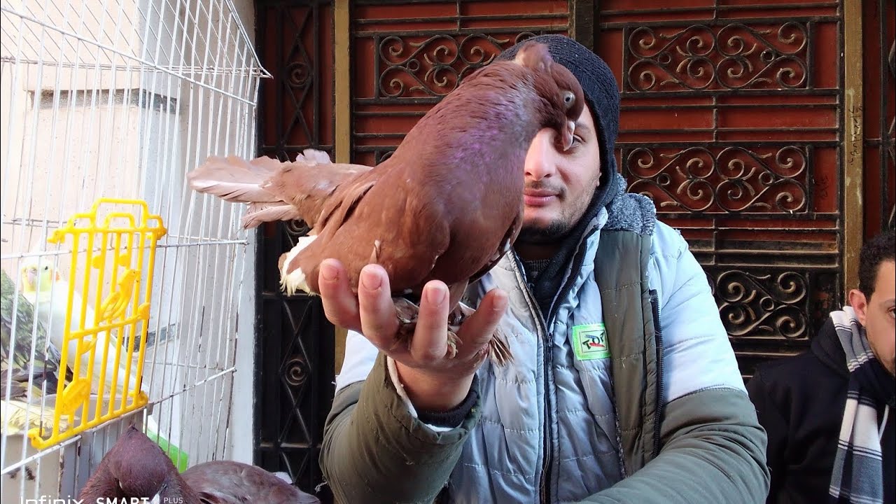 اتفرج على سوق المحله اسعار الحمام الثقيل والشقلباظات الحمام الهزاز واللاحم والحمام الرومي والكينج 