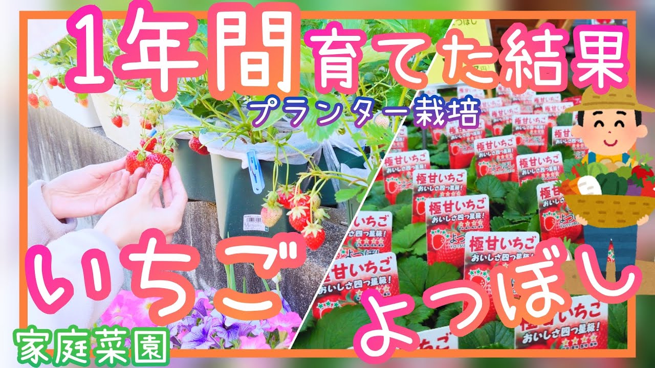 いちご/プランター栽培/1年間育ててみた結果/よつぼし/家庭菜園/2022年