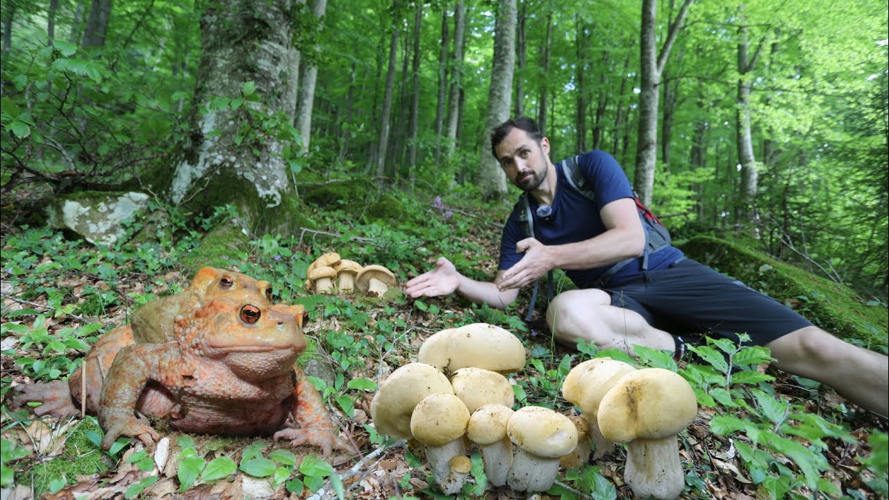 FUNGHI PRUGNOLI e ROSPI...in FAGGETA!