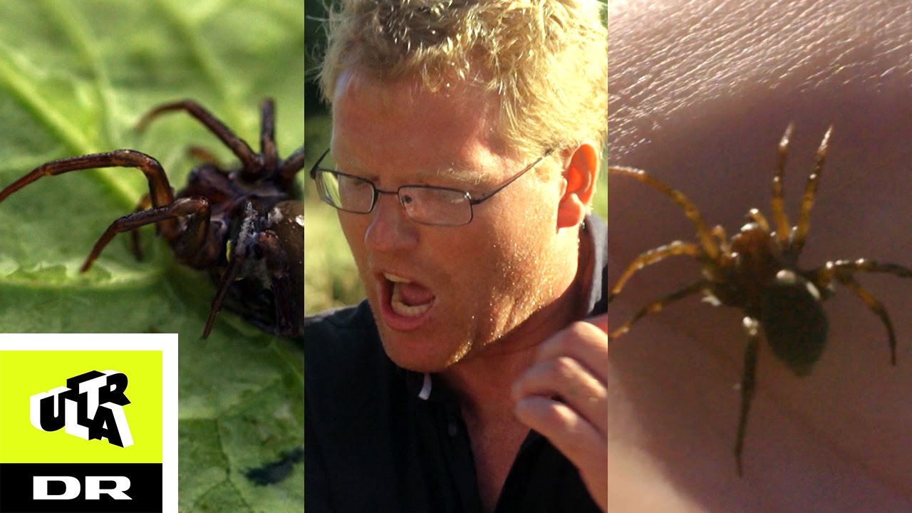 Bidt af vandedderkop | Bidt, br&aelig;ndt og stukket | Ultra