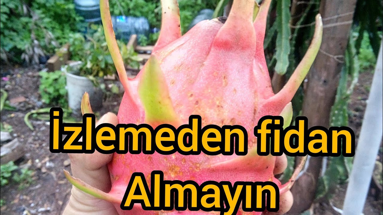 Bu videoyu izlemeden ejder meyvesi fidanı almayın!