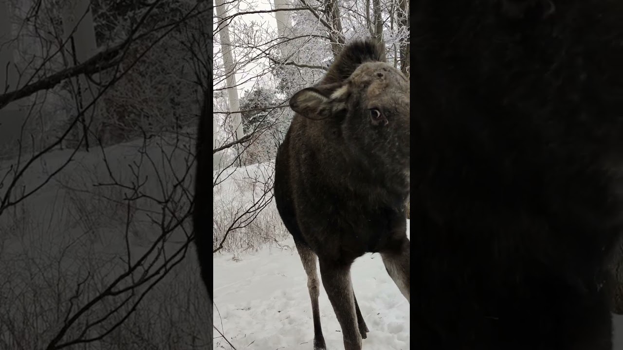 Attackerar av en Älg mamma med 2kalvar. 😯