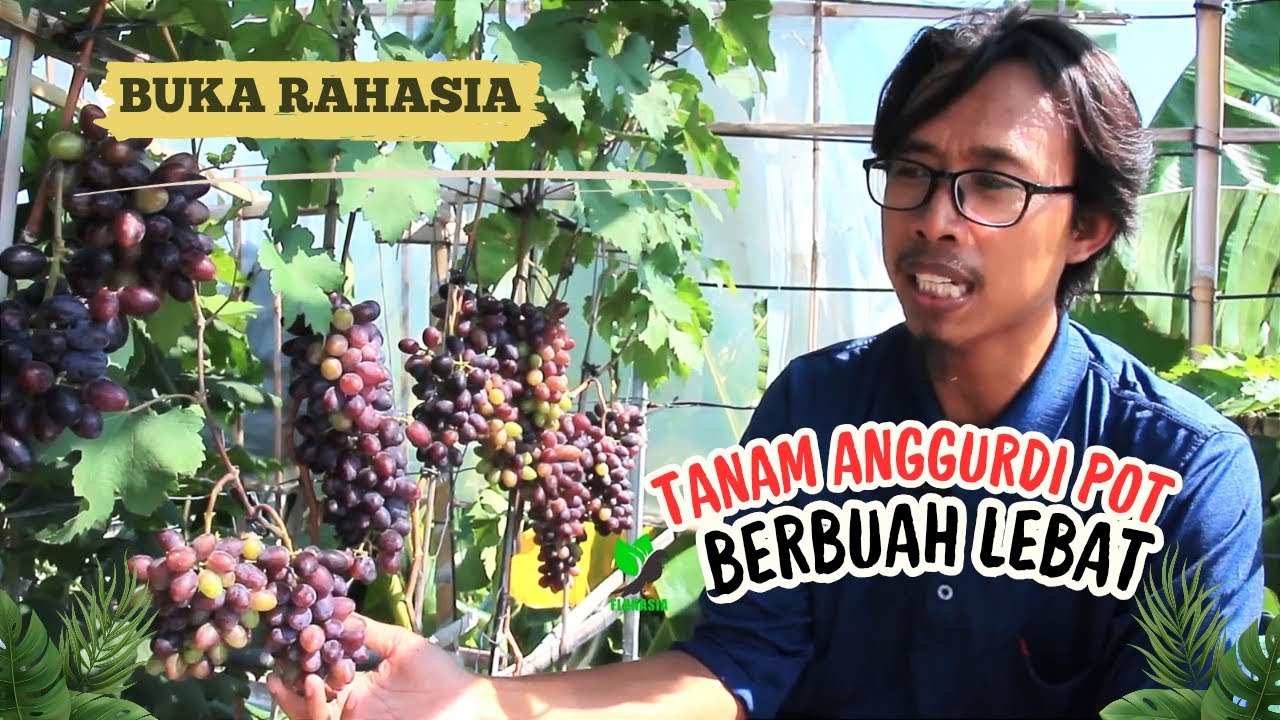 Tabulampot Anggur Berbuah Lebat Dengan Sistem Irigasi Tetes