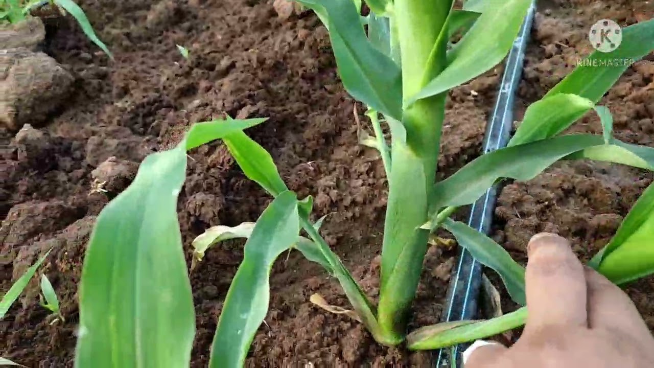زراعة الذرة العلفية في الجزائر. Le maïs ensilage en Algerie