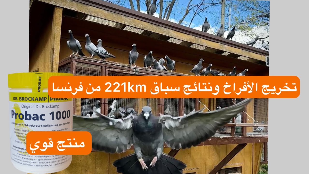 عودة الطيور السباق الثاني 221 كيلومتر وشرح عن منتج برو باك الف من شركة توليسان.😍✌️لوفت النخبة