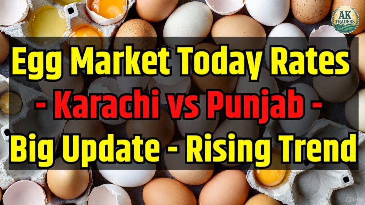 Pakistan Mein Aaj Ke Egg Rates | Karachi & Punjab Egg Sale Rate Update | Anda Market Tezi 🔥🥚