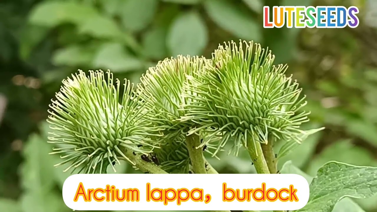 Arctium lappa edible burdock root as vegetables or tea-China seeds suppliers