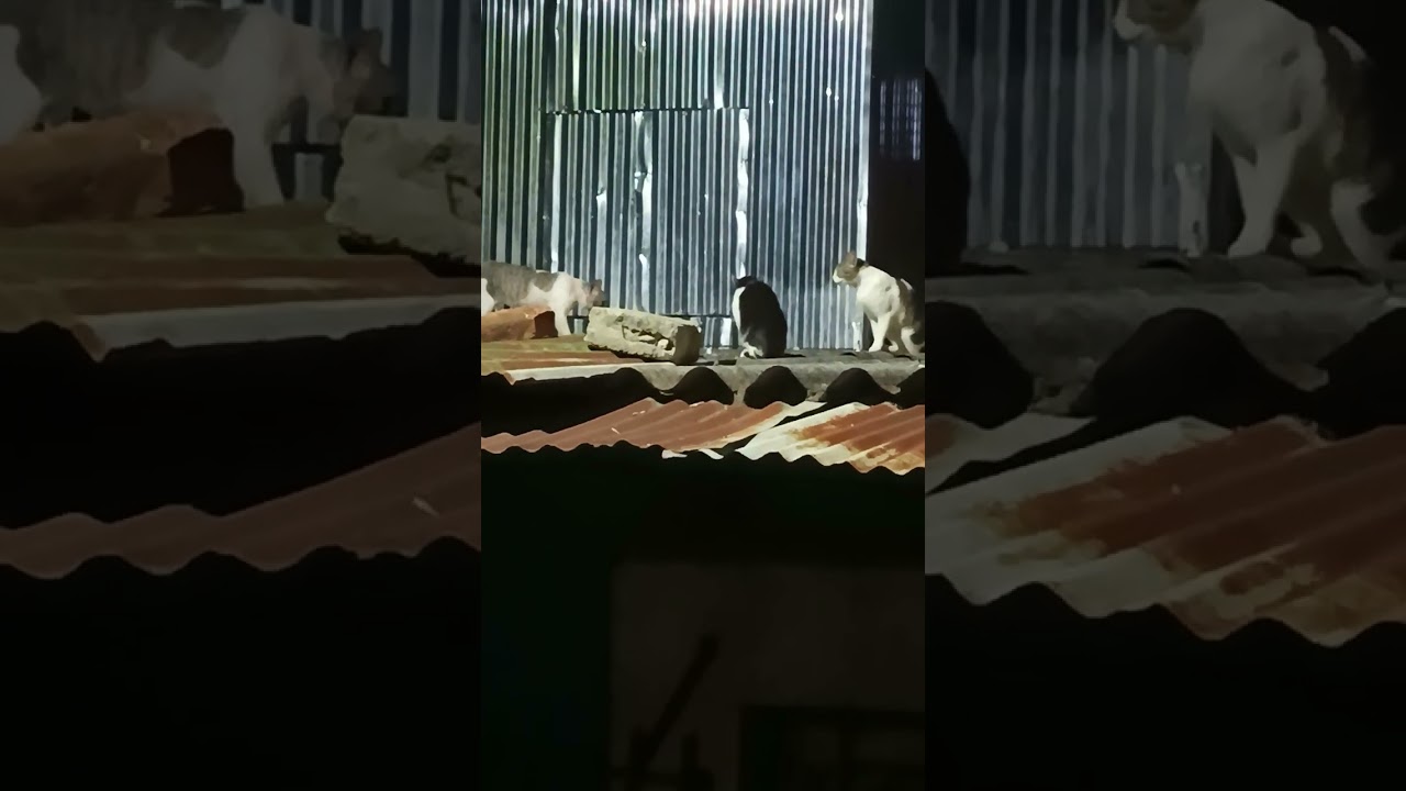cell sintió el verdadero terror