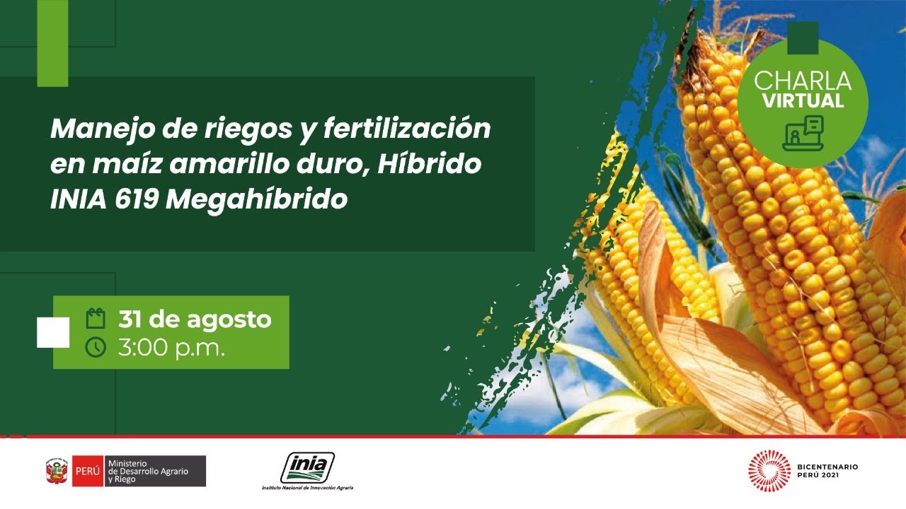 Manejo de riegos y fertilización en maíz amarillo duro, Híbrido INIA 619 Megahíbrido
