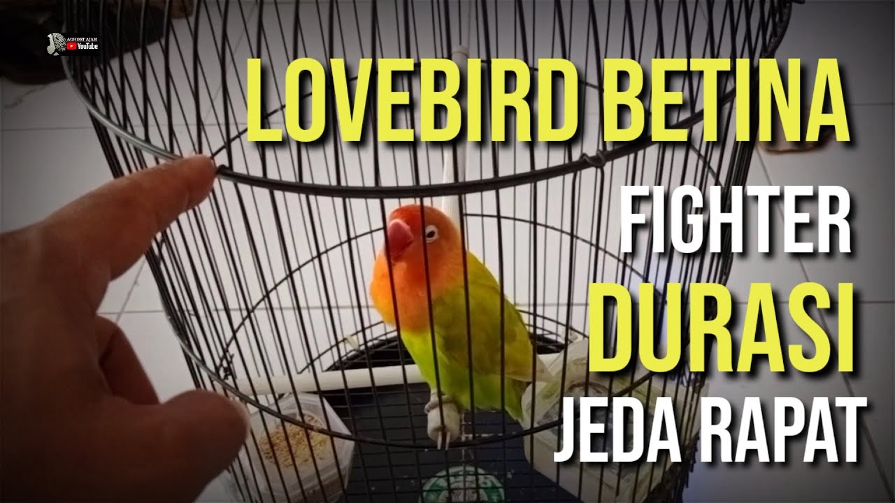 LOVEBIRD BETINA ‼️FIGHTER DURASI JEDA RAPAT