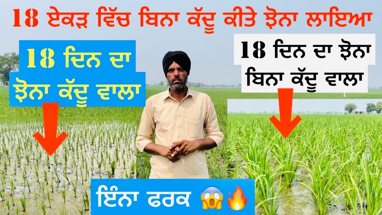 ਬਿਨਾ ਕੱਦੂ ਕੀਤੇ ਵਾਲਾ ਝੋਨਾ ਕਮਾਲਾ ਕਰ ਗਿਆ 🔥🔥👌👌👌 | Pussa 44 Paddy Variety | Amrik Bhaini Jassa
