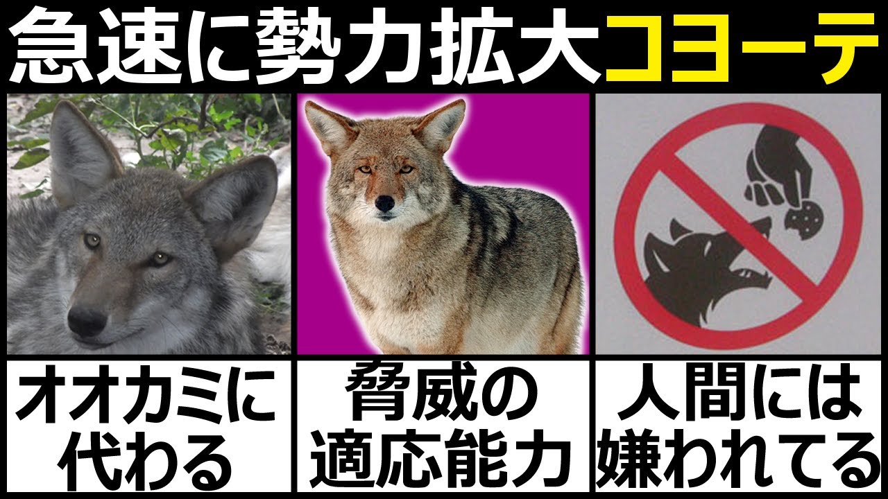 【コヨーテ】オオカミが衰退した地域で勢力を拡大するイヌ科動物