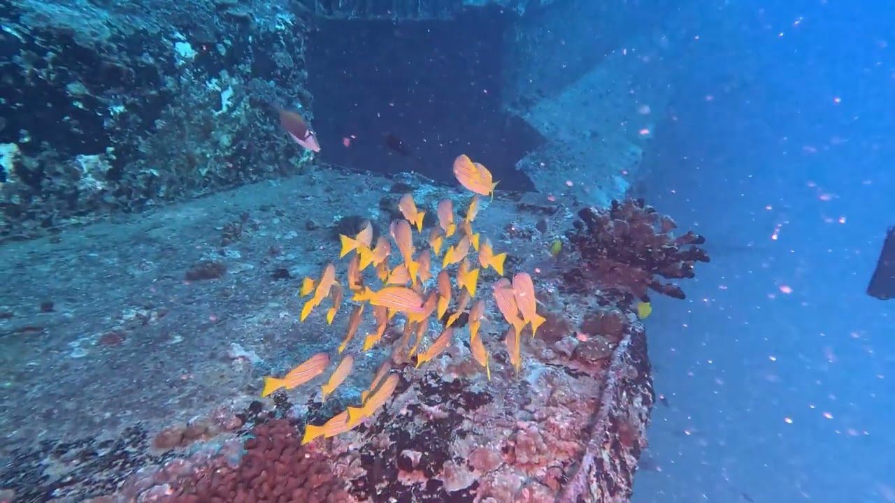 #111 Kaimana Divers - Honolulu, HI - Sea Tiger - 2/12/26 - 4k