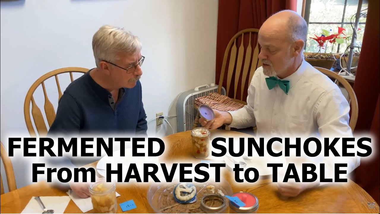 Sunchoke ( Jerusalem Artichoke ) Fermentation from Harvest to Table Taste Test (5 of 5)