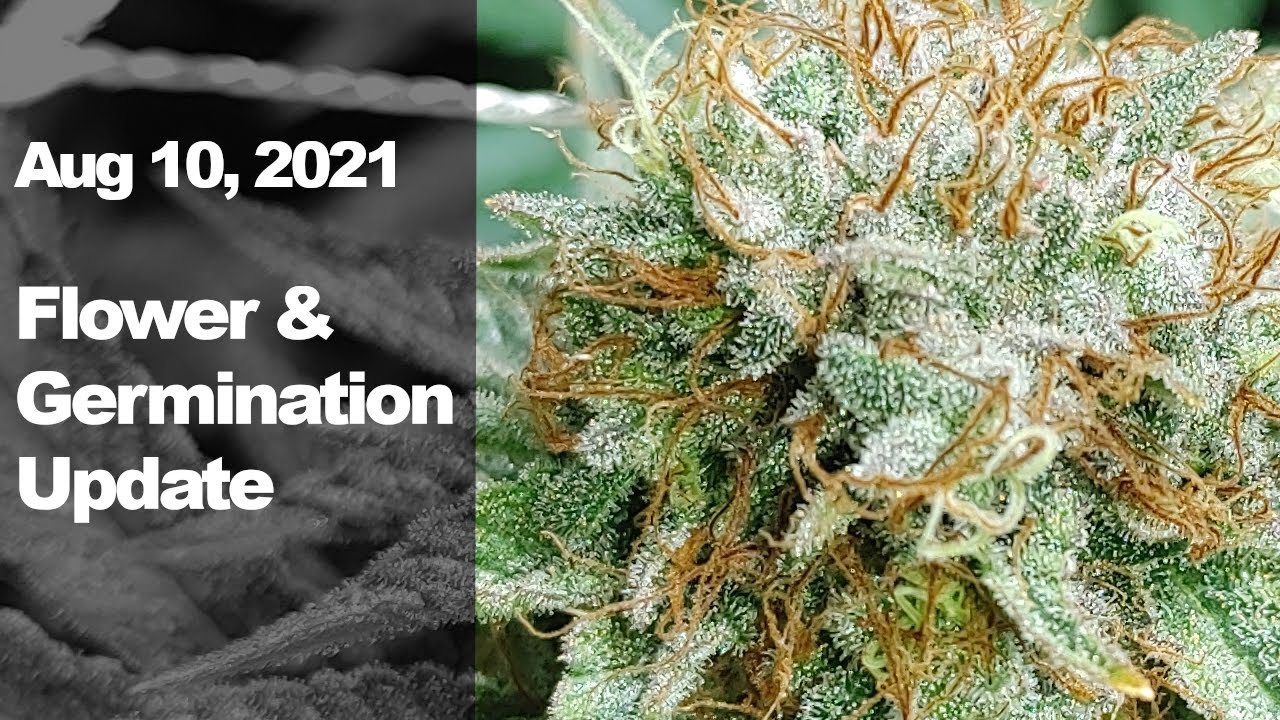 Flower Tents and Germination Update - August 10, 2021 - Blackberry Moonrocks, Black Sugar,  and More