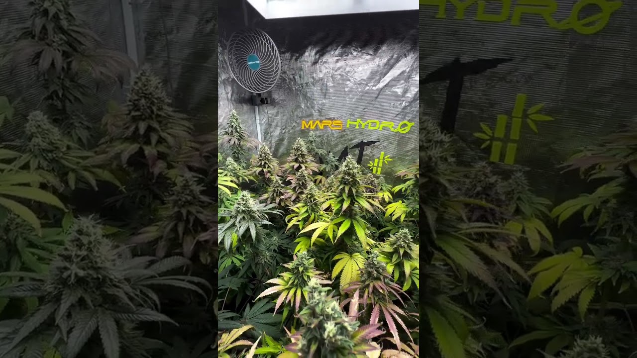 💡 Was the TS series your very first entry-level LED grow light? 🌱