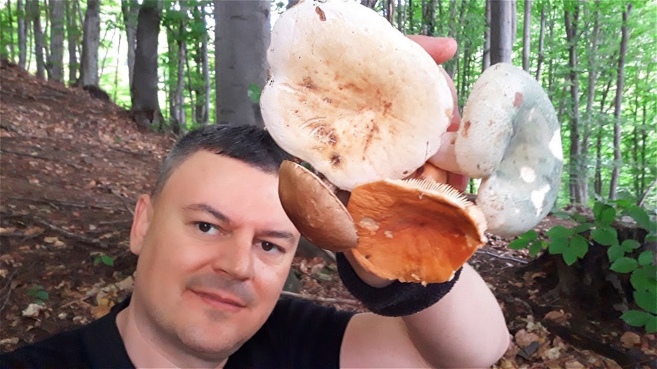 Berba Gljiva - Razne