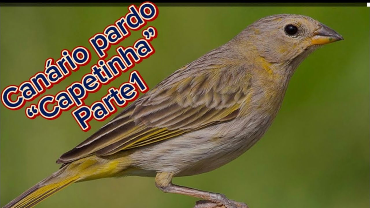 Canário pardo 