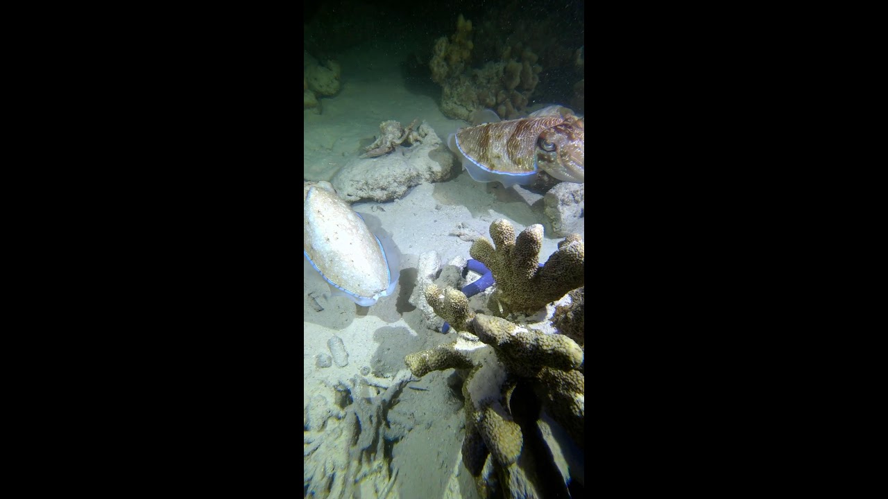 LIvE Underwater | Tropical Fish &Coral Reef (Live Cam)