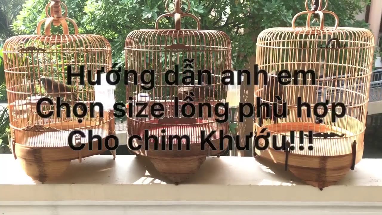 CHIM KHƯỚU -Hướng dẫn CHỌN LỒNG PHÙ HỢP CHUẨN SIZE |Lồng chim Vũ Minh  | SDT & zalo 0908.561.943