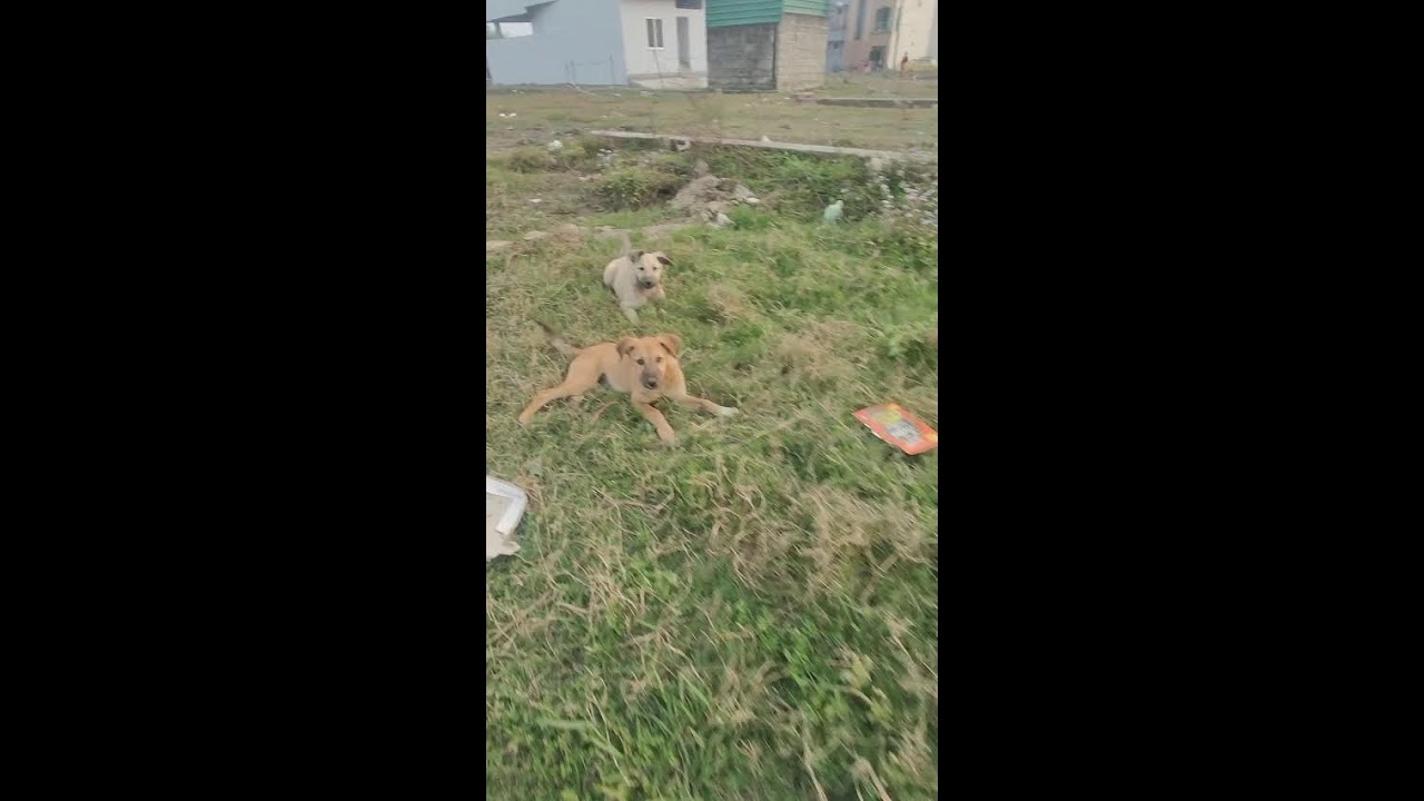 me and my dog