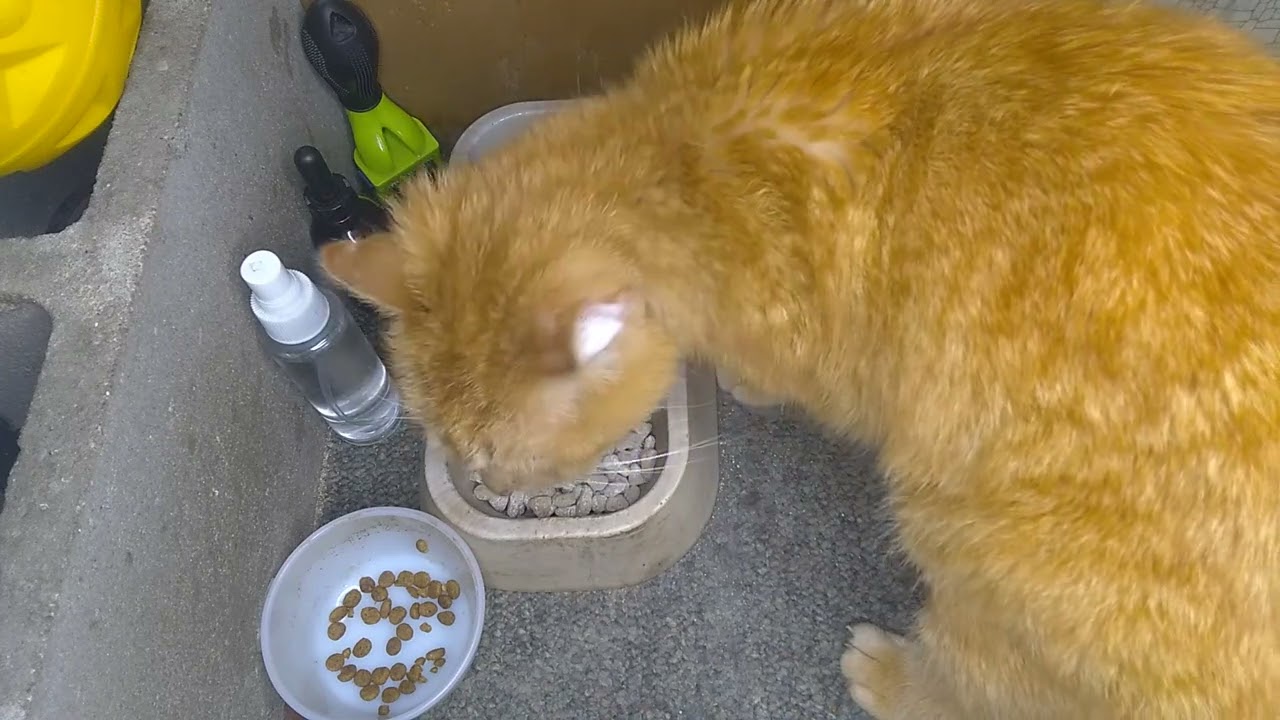 How to Give Prescription Food to a Cat in a Two Cat Household