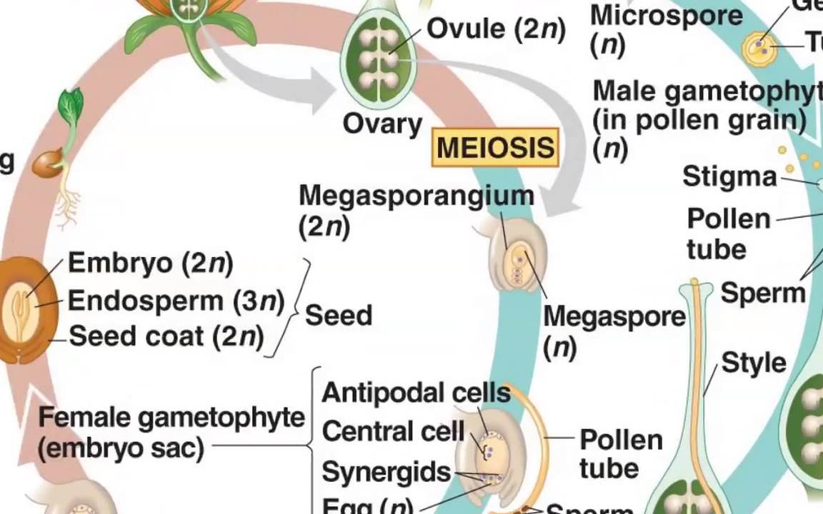 Angiosperm Life Cycle