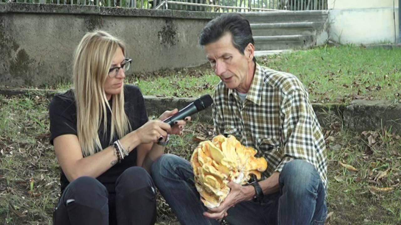 Laetiporus sulphureus @ Conoscere i funghi 05.10.2016