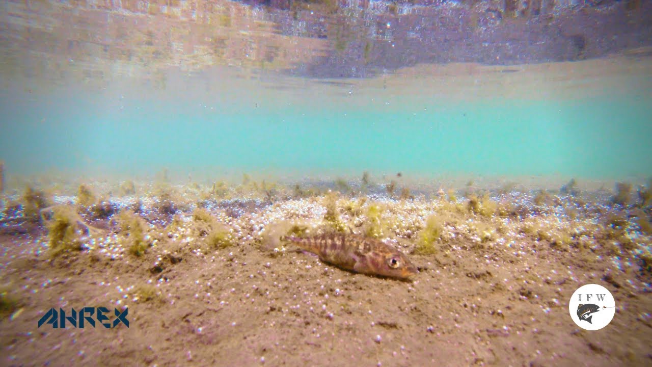 Stickleback's and brown trout parr in Veiðivötn