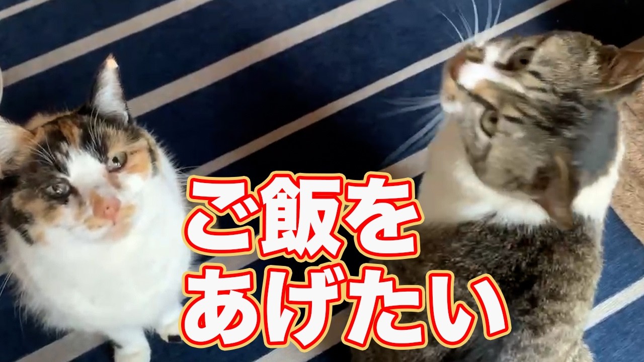 空腹と寒さから守りたかった、ただそれだけです。