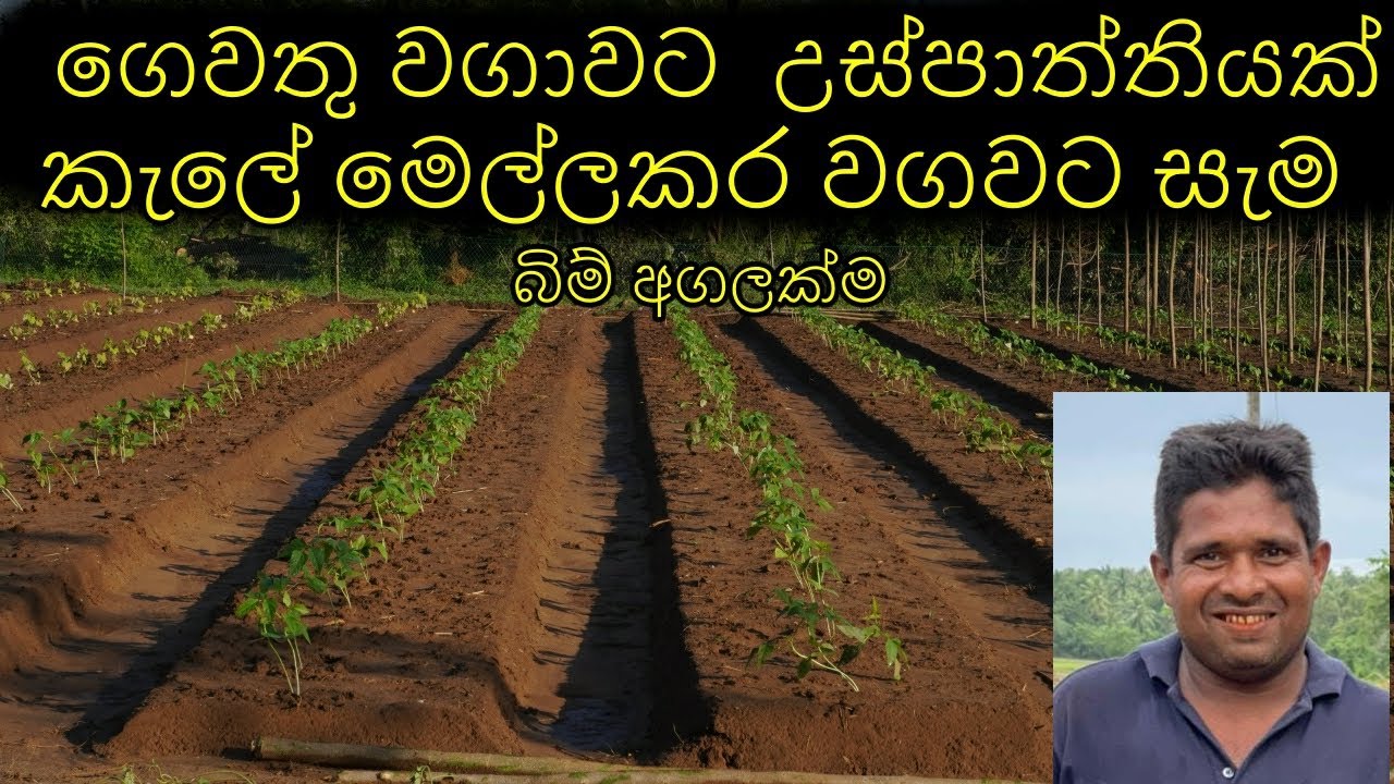 ගෙවතු වගාව සදහා නිවැරදිව පාත්තියක් සකස්කිරිම Proper preparation of the soil for home gardening