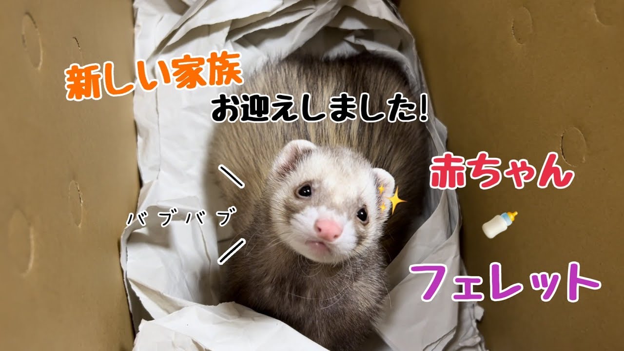 新しい家族をお迎えしました！👶＊