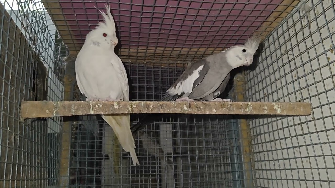 Cockatiel  Update 🥰