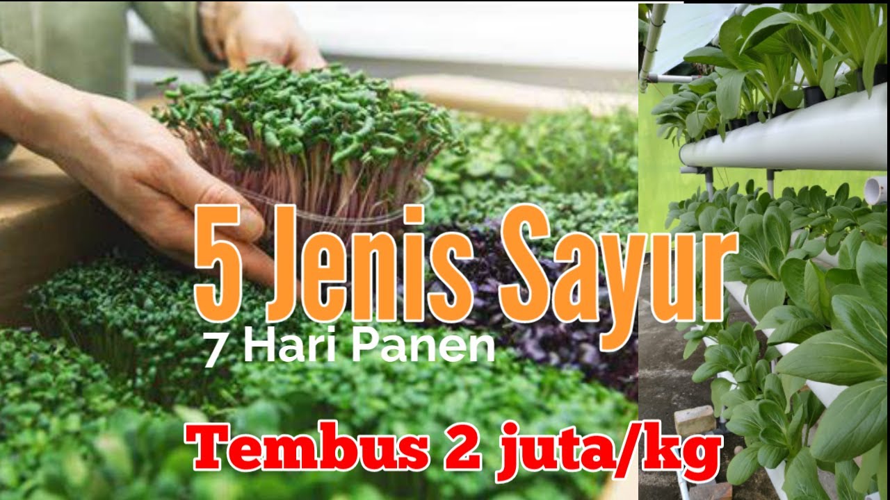 5 sayuran yang cepat menghasilkan uang dalam waktu singkat ~ tembus 2 juta per kilo