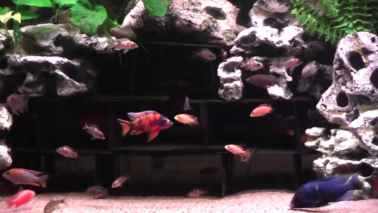 Malawi Cichliden 700l Aquarium 2013 von Julian