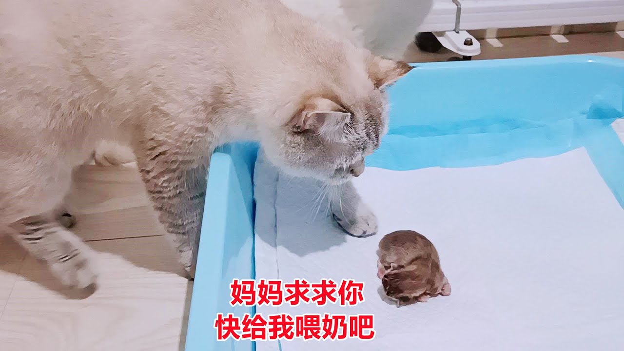 猫妈生下独苗早产儿，嫌它太弱放弃它，听到播放的猫叫声却崩溃了