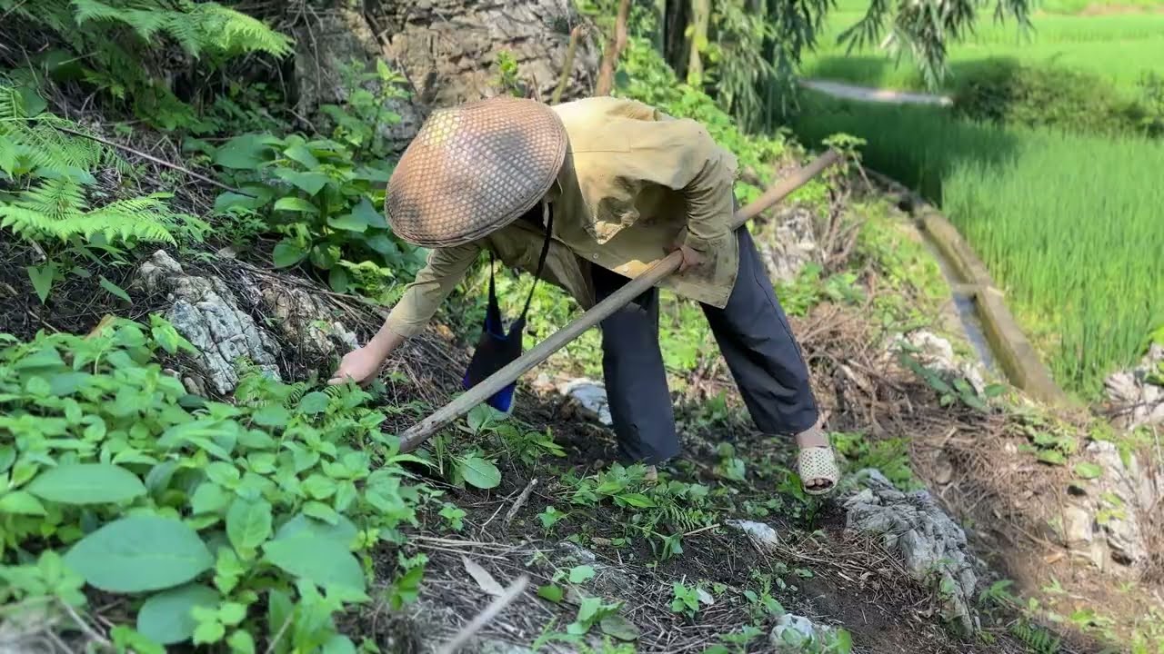 Planting Corn on Rocky Hills and Cooking Duck with Wild Dracontomelon