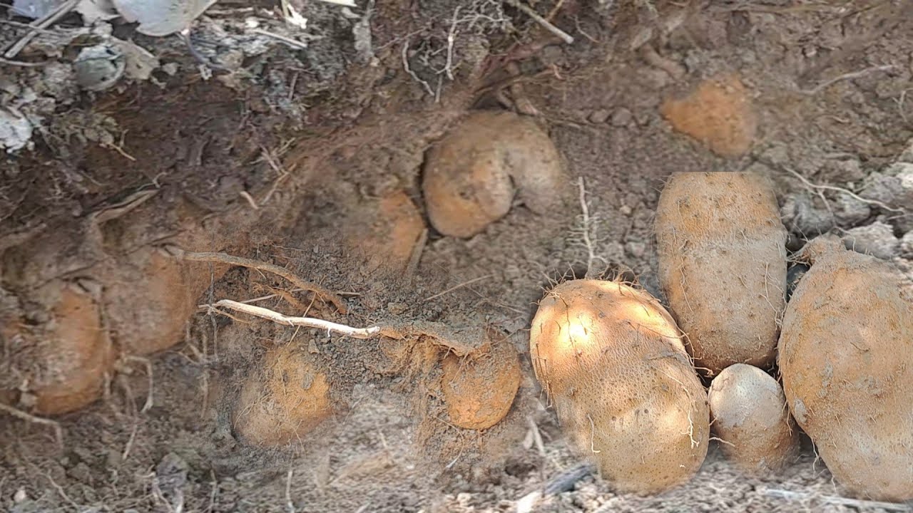 ไม่คิดว่าจะมาเจอ⁉️ที่สุดของมันแซงป่า🥔🥔🥔