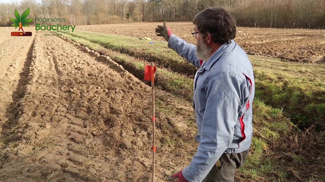 Plantation forestière - Pépinières Bauchery