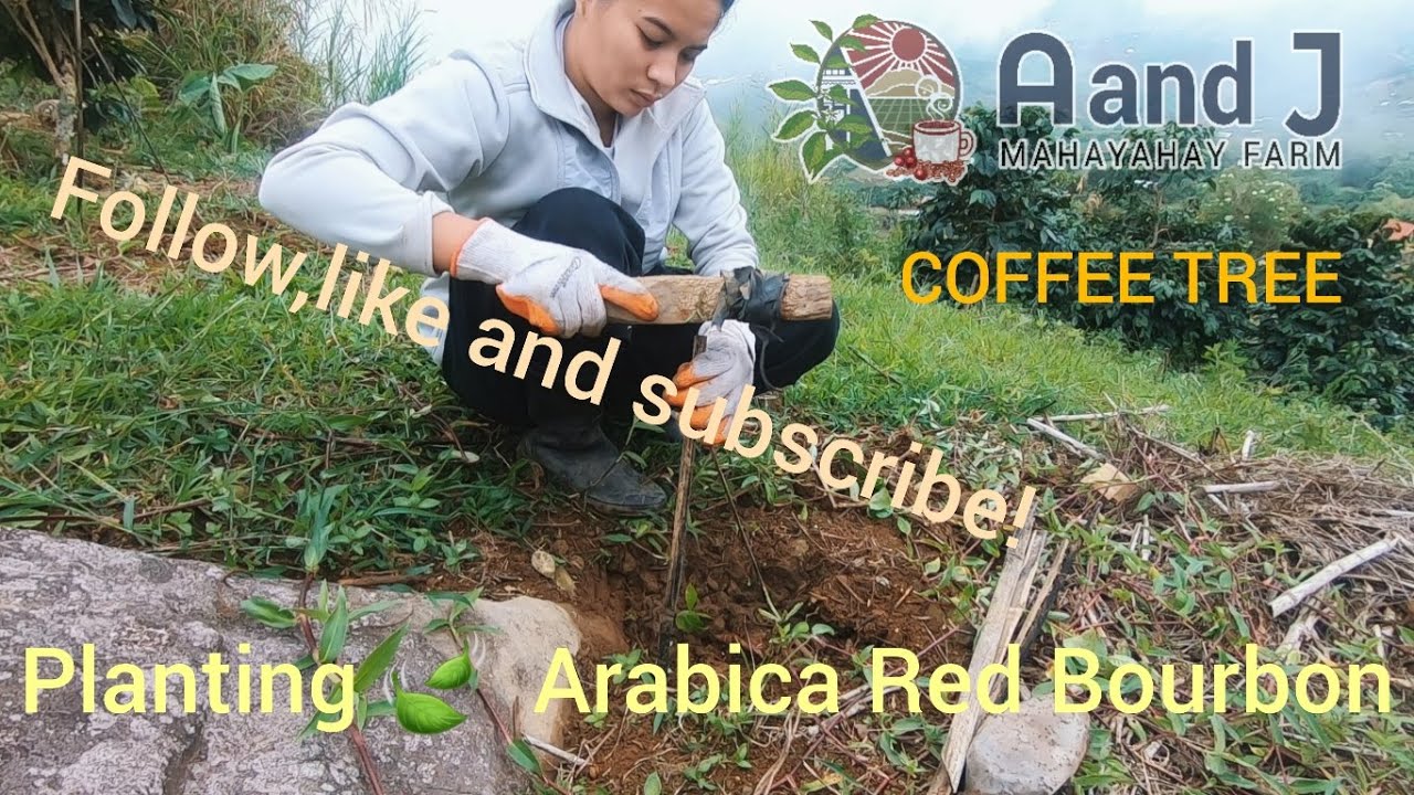 Planting Arabica Red Bourbon @ A and J Mahayahay Farm