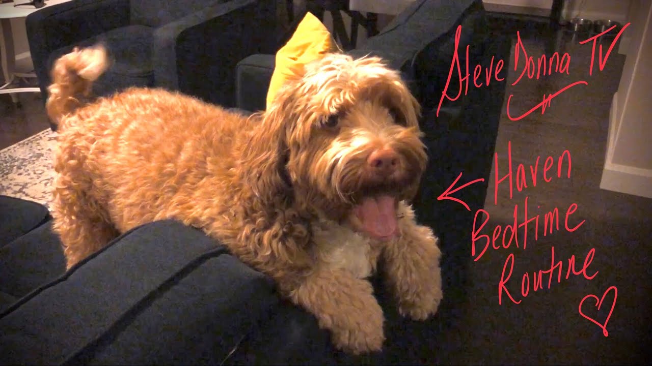HAVEN our Australian Labradoodle BEDTIME ROUTINE