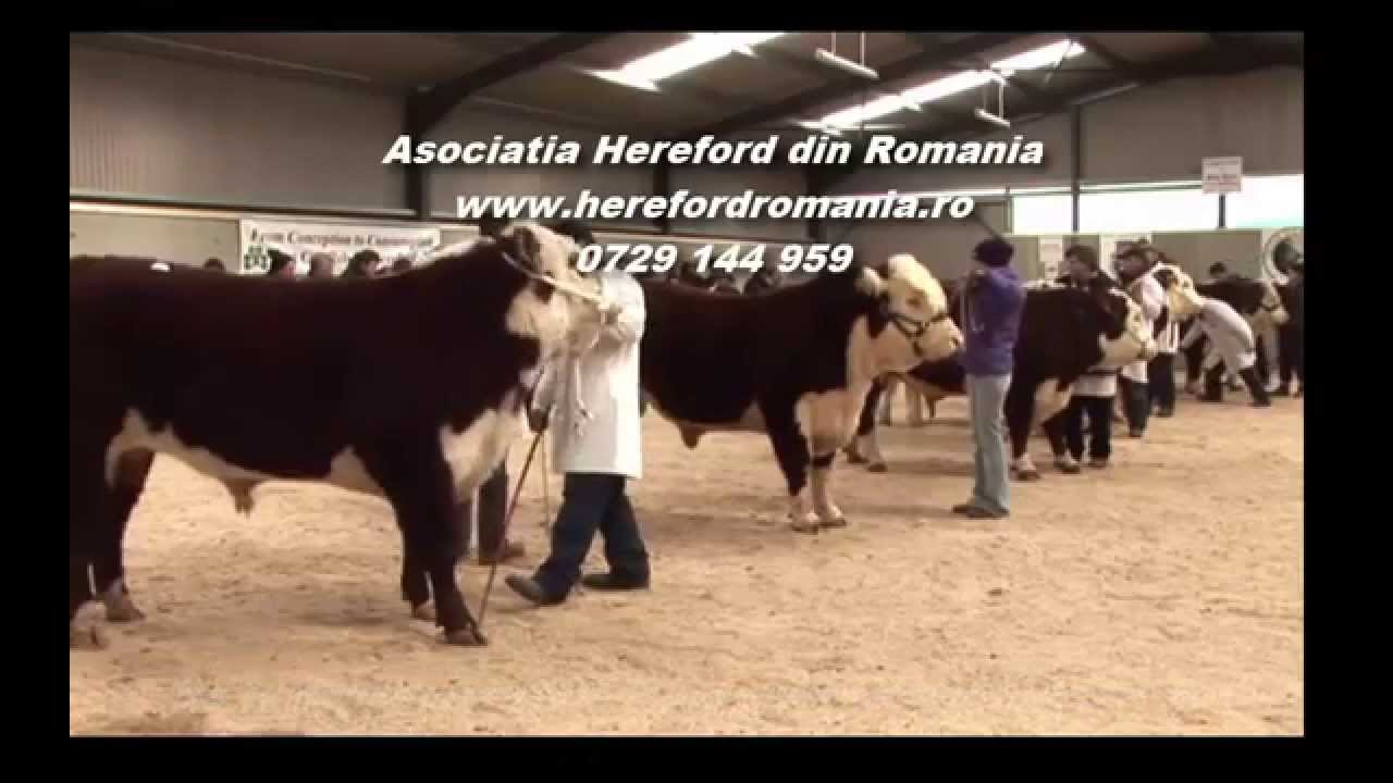 Rasa de vaci de carne Hereford cu genetica irlandeza