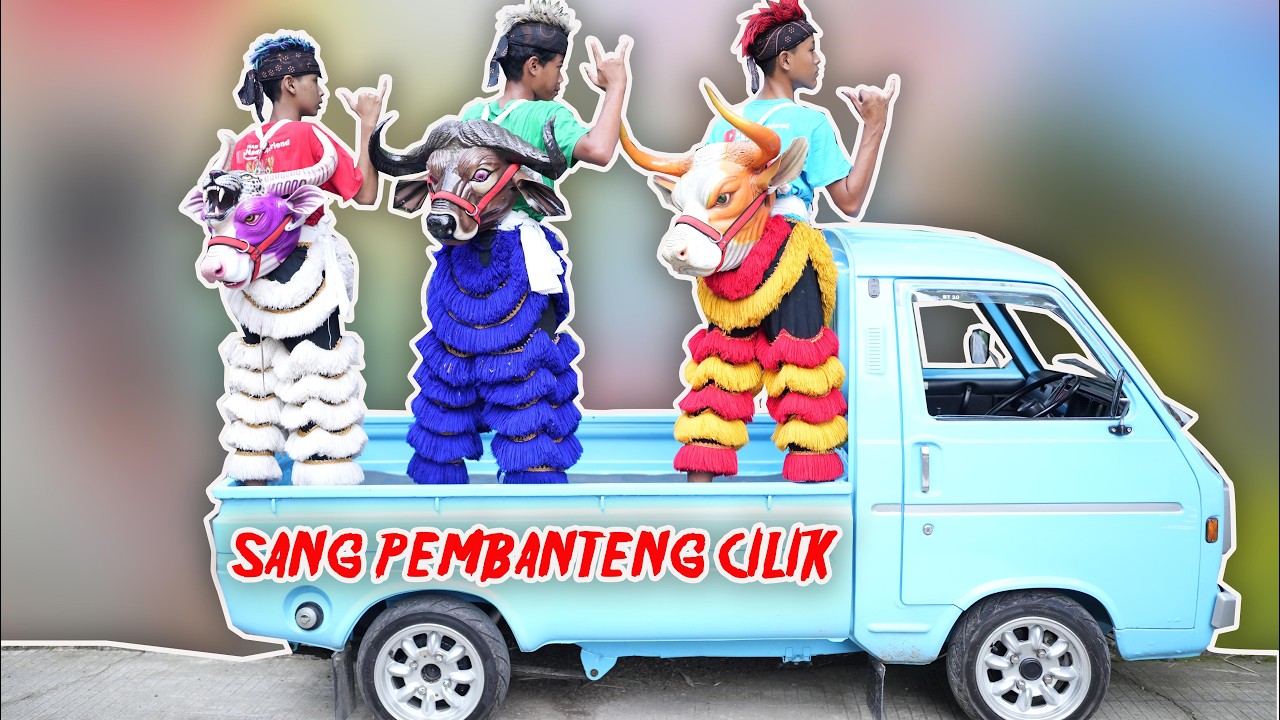 SANG PEMBANTENG CILIK PECINTA SENI BANTENGAN SAPI MBEROT KALAPAN BARONGAN